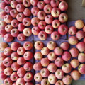 Qualidade superior de maçã Qinguan vermelho fresco
